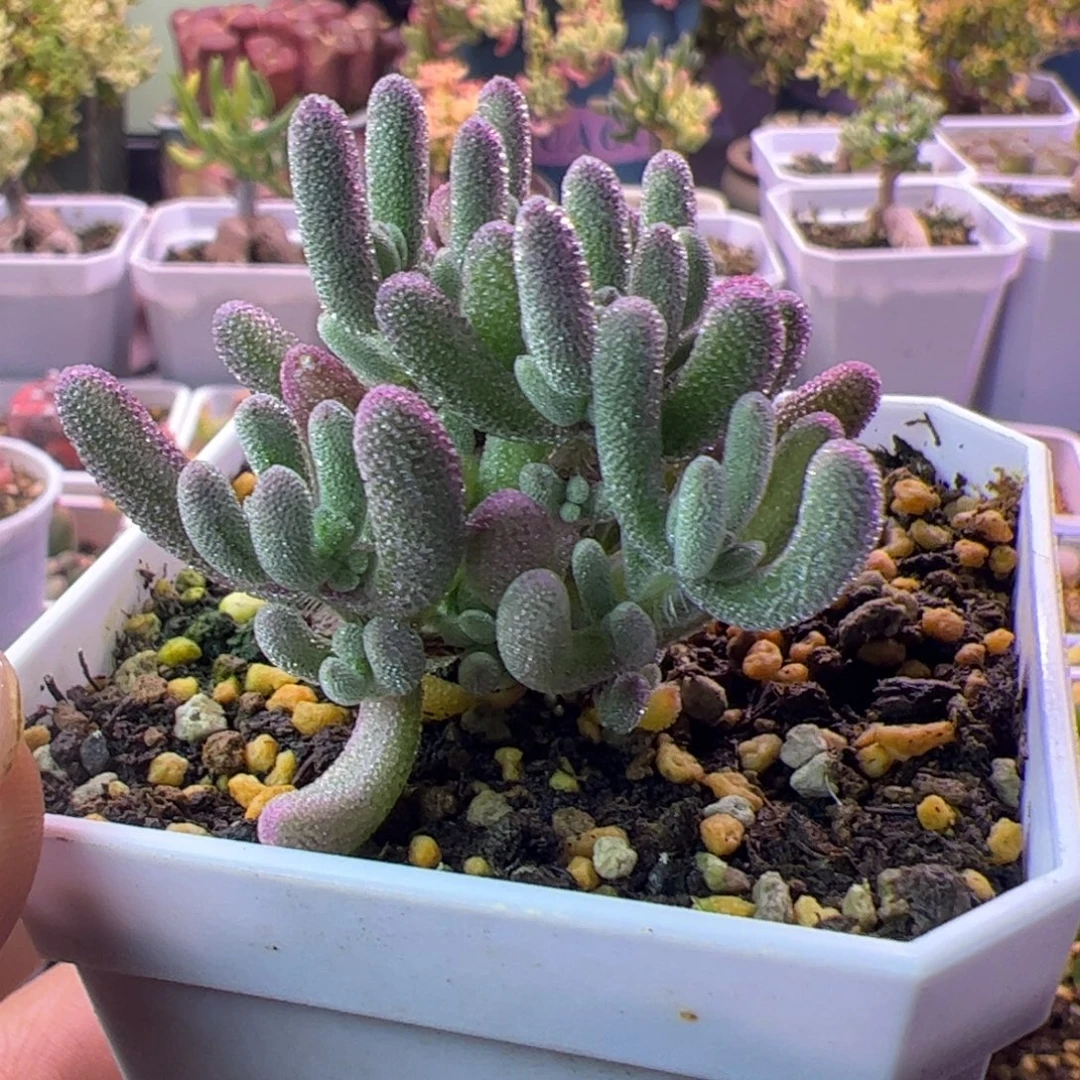 多肉植物枝干超紫