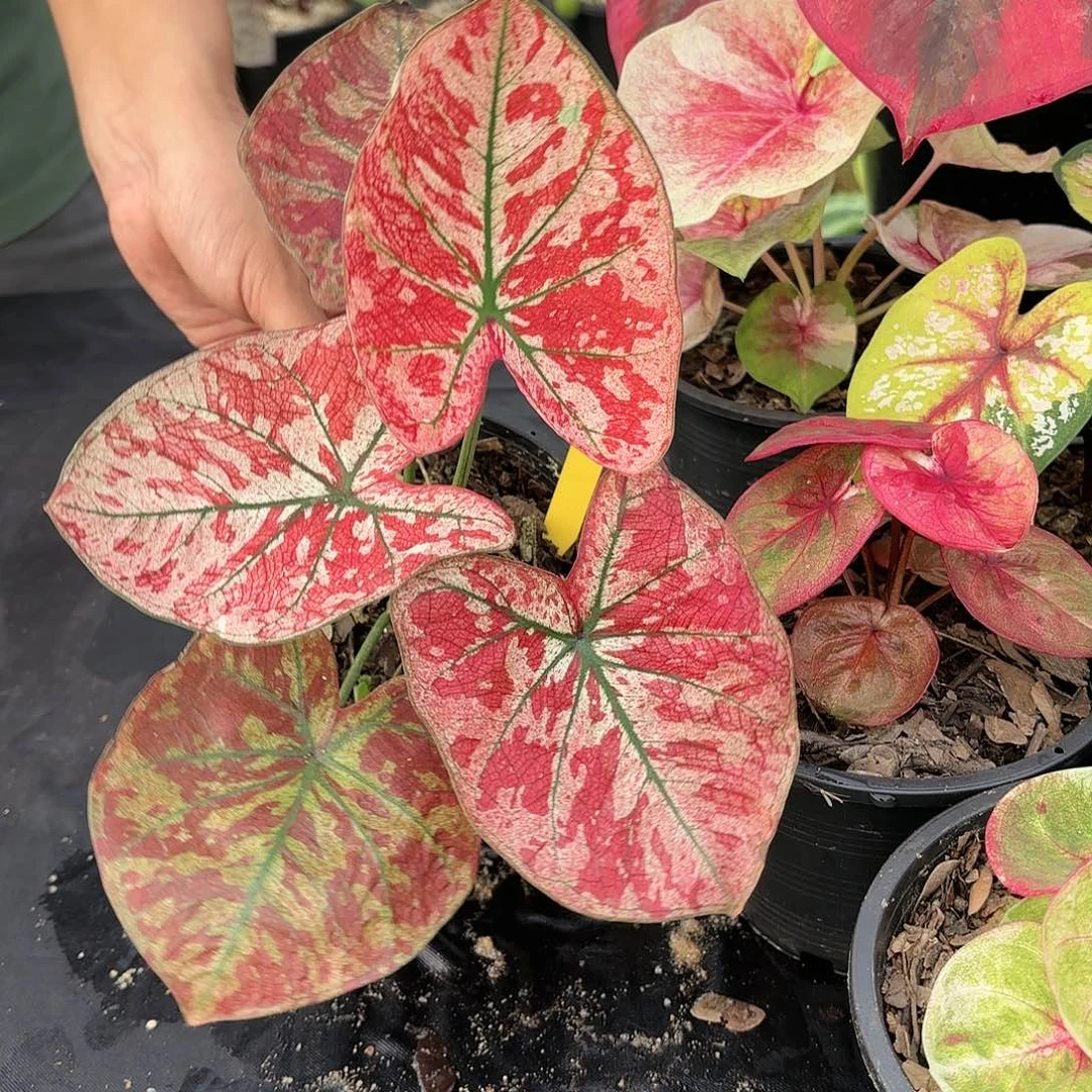 泰国彩叶芋17-0117