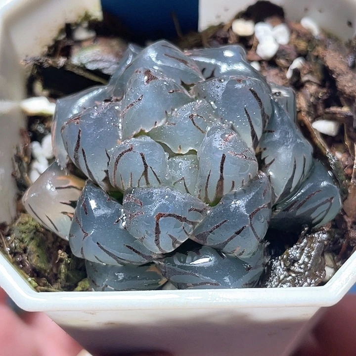580超巨大水中月锦
