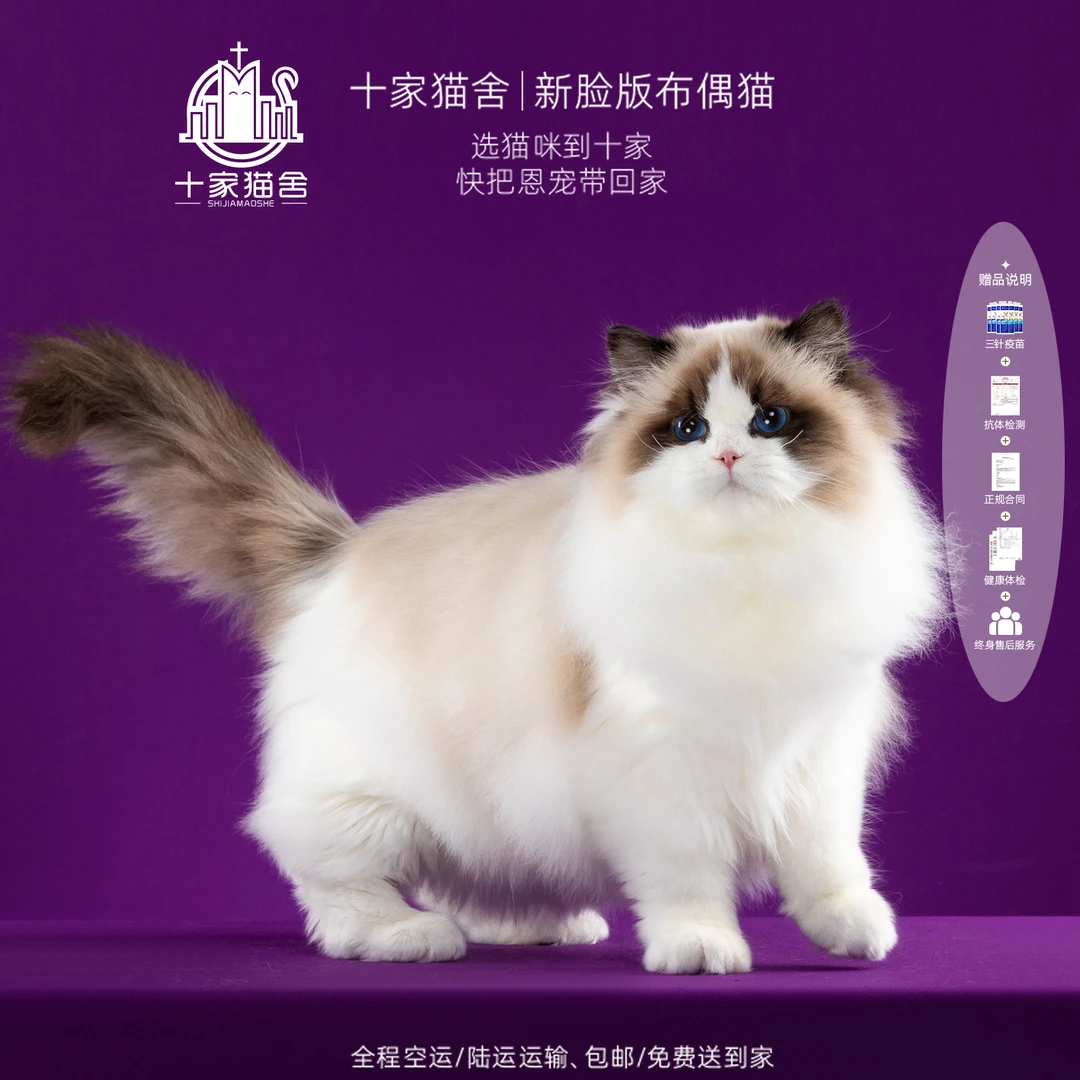 【十家猫舍】阿波罗-弟弟I新脸版布偶猫I猫咪活体
