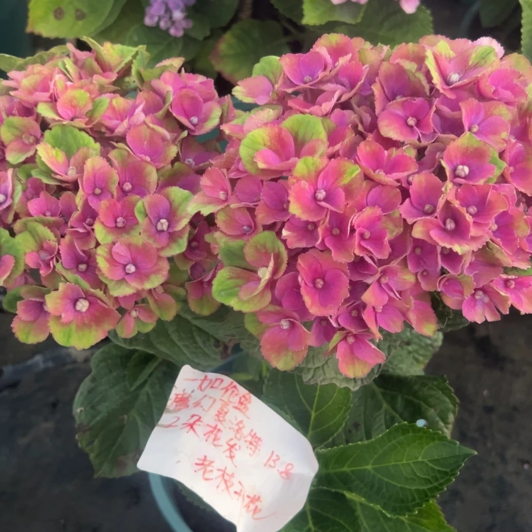一加仑盆的魔幻夏洛特2朵花花发