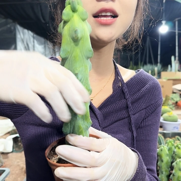 福禄寿1111111111111