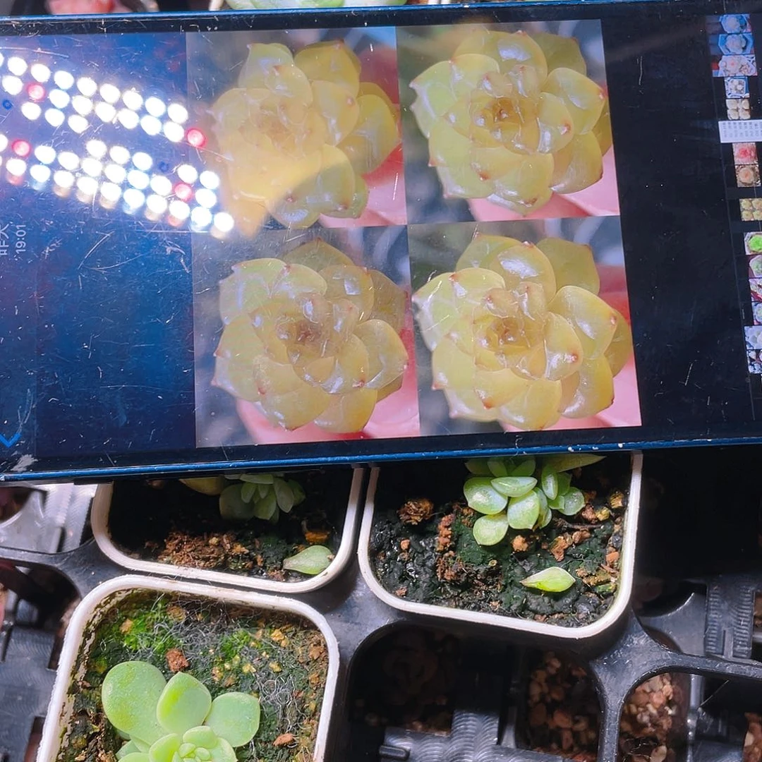 蜜柚叶子一片一个满25包邮