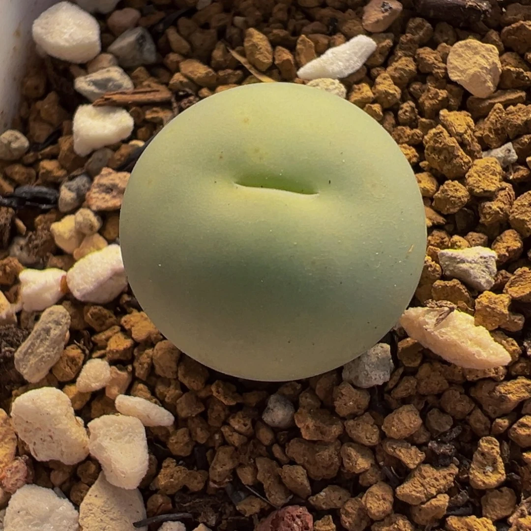 018多肉植物种类多样