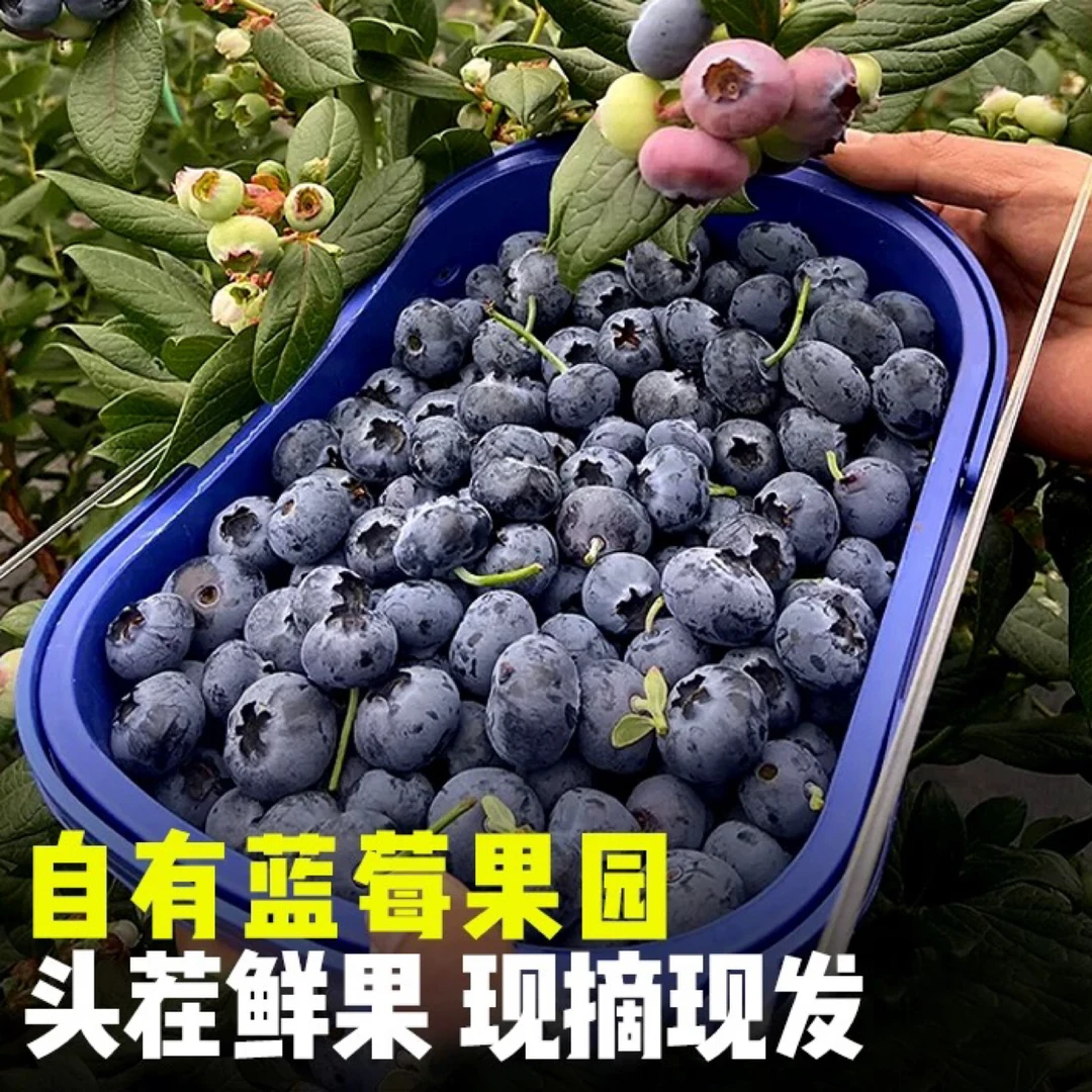 云南花香蓝莓鲜果当季高山脆甜口感孕妇水果现摘顺丰特快100g/盒