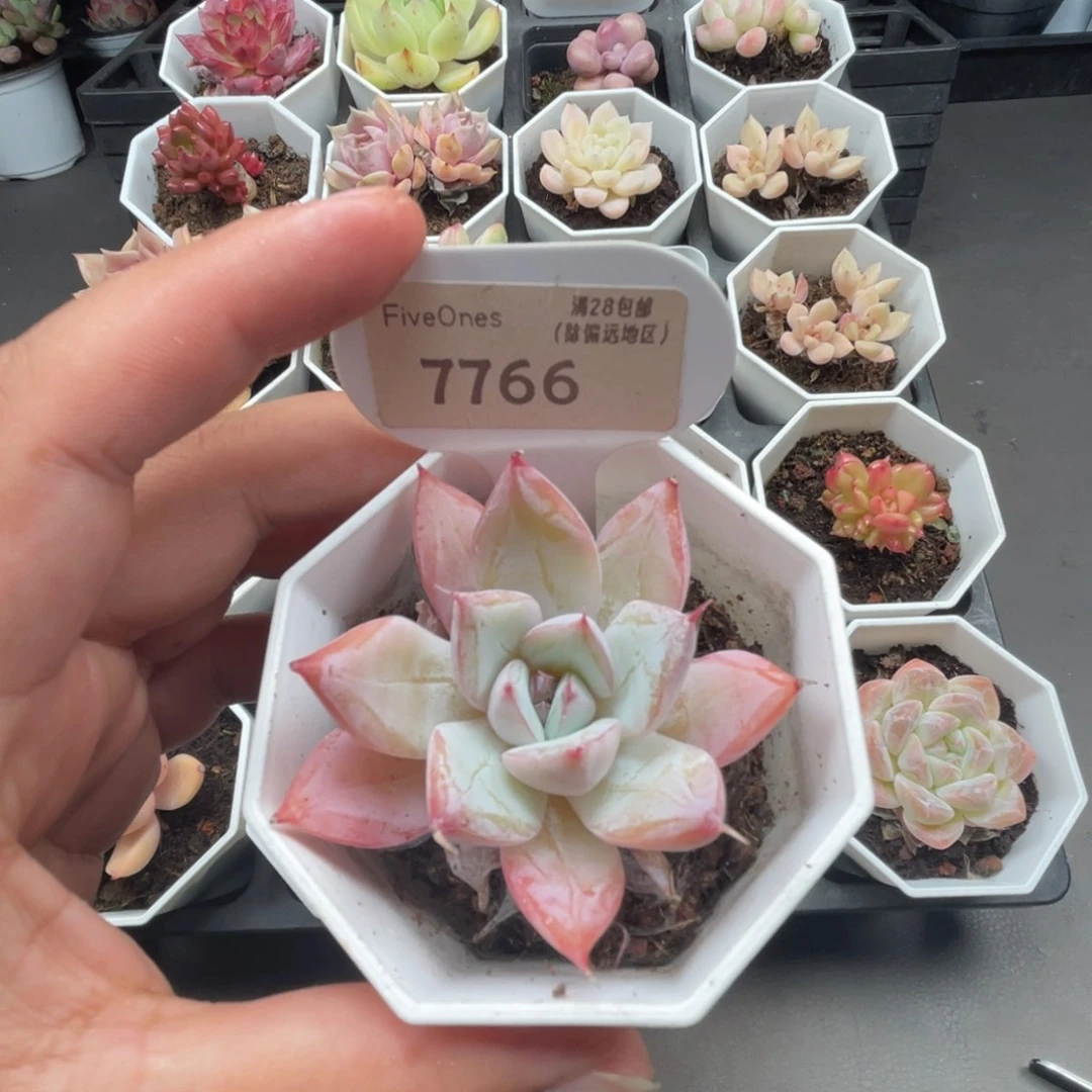 7766 嫦娥5.0厘米