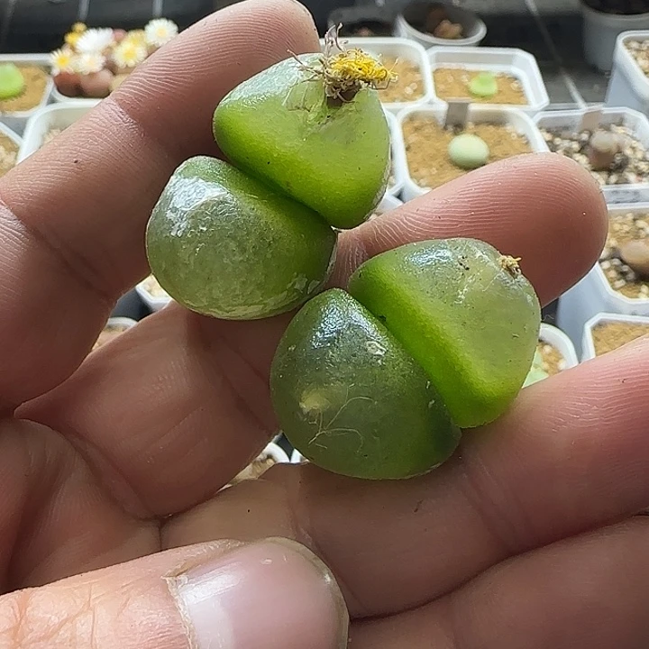 大双头灯泡2颗干疤福利