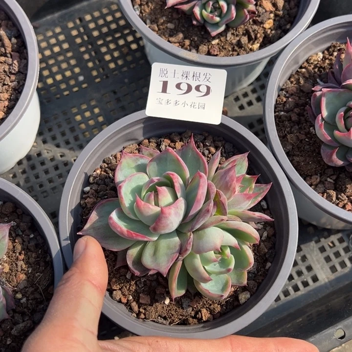 惊鸿三头一颗量拍多肉满20包邮初7发