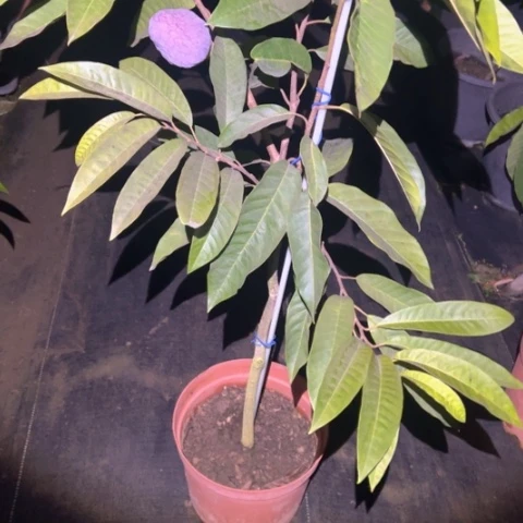 影***我金钻凤梨25954895795799