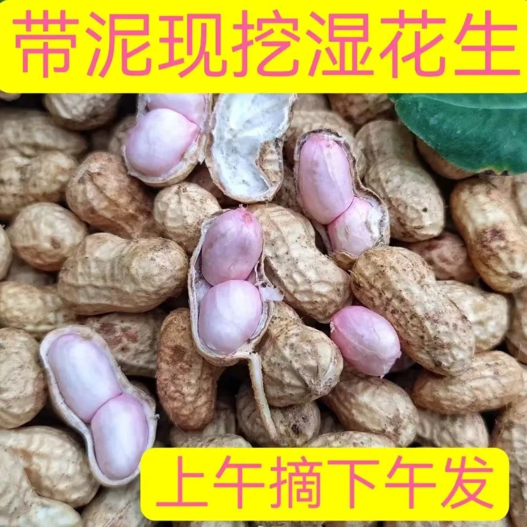 新鲜花生今年新出的湿花生颗粒饱满带泥带壳花生特大颗现挖现发