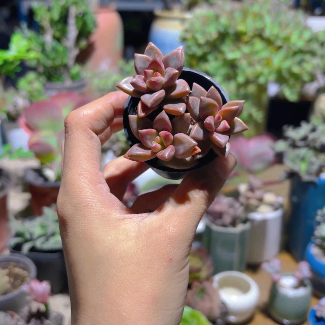 南***乔姬龙跃新疆包邮5cm