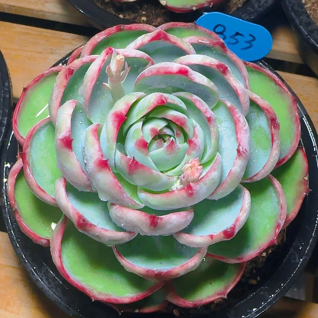 惊鸿仙子一物一拍853号