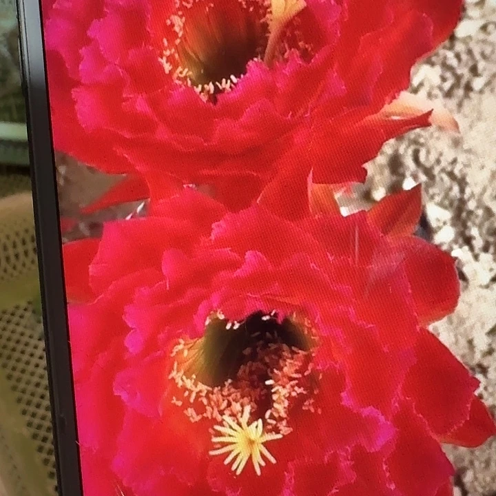 春春侧芽5公分左右毛花柱（20包邮）