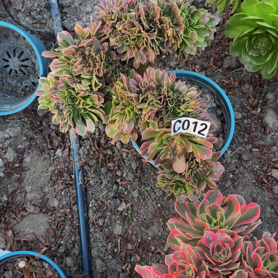 香妃法师14////////32包邮