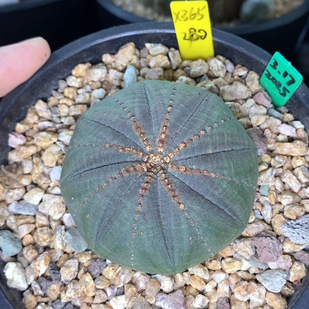 20 欧系实生布纹球多肉植物