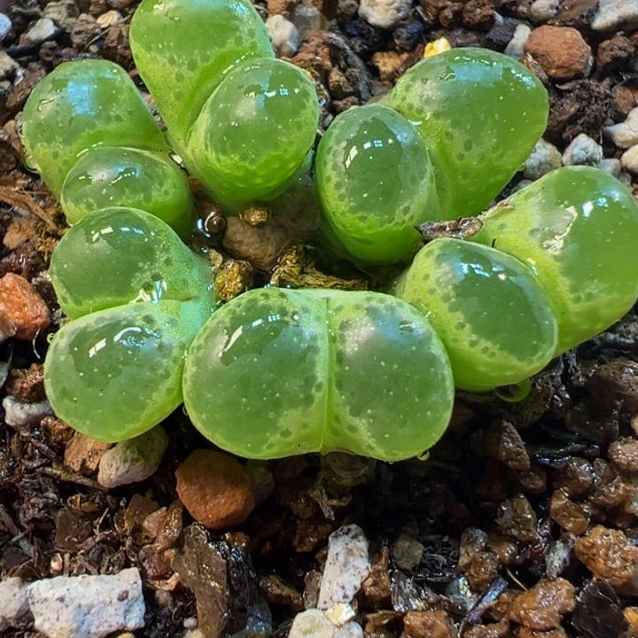 绿体极窗风铃多肉植物