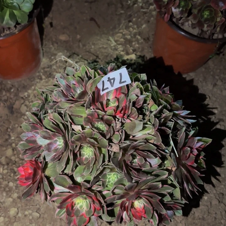 747万花筒多肉植物