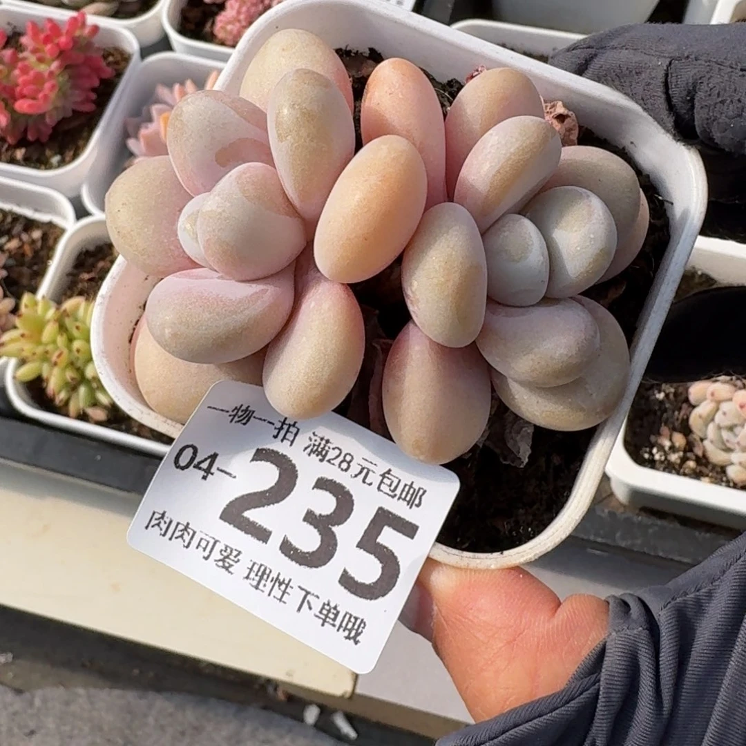 粉兔无盆土发货无盆