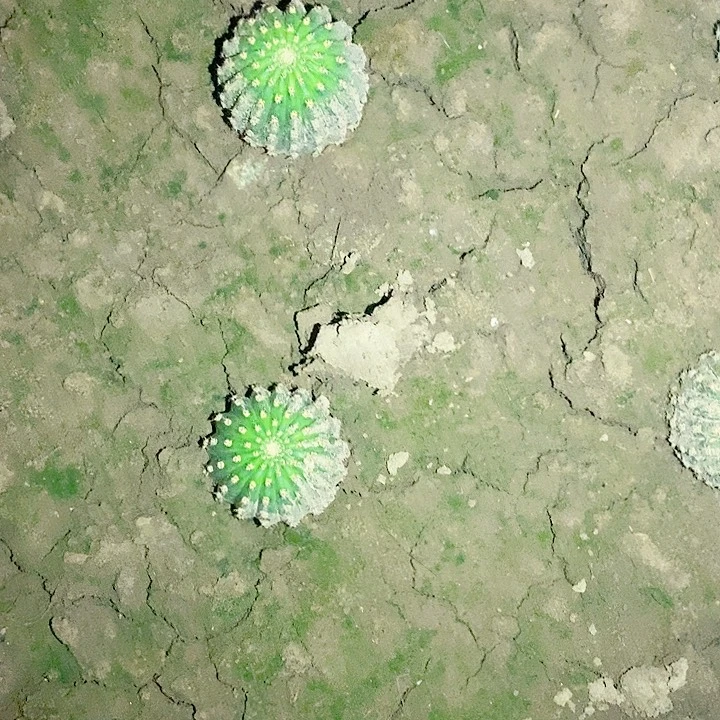 河岸带根5厘米毛花柱