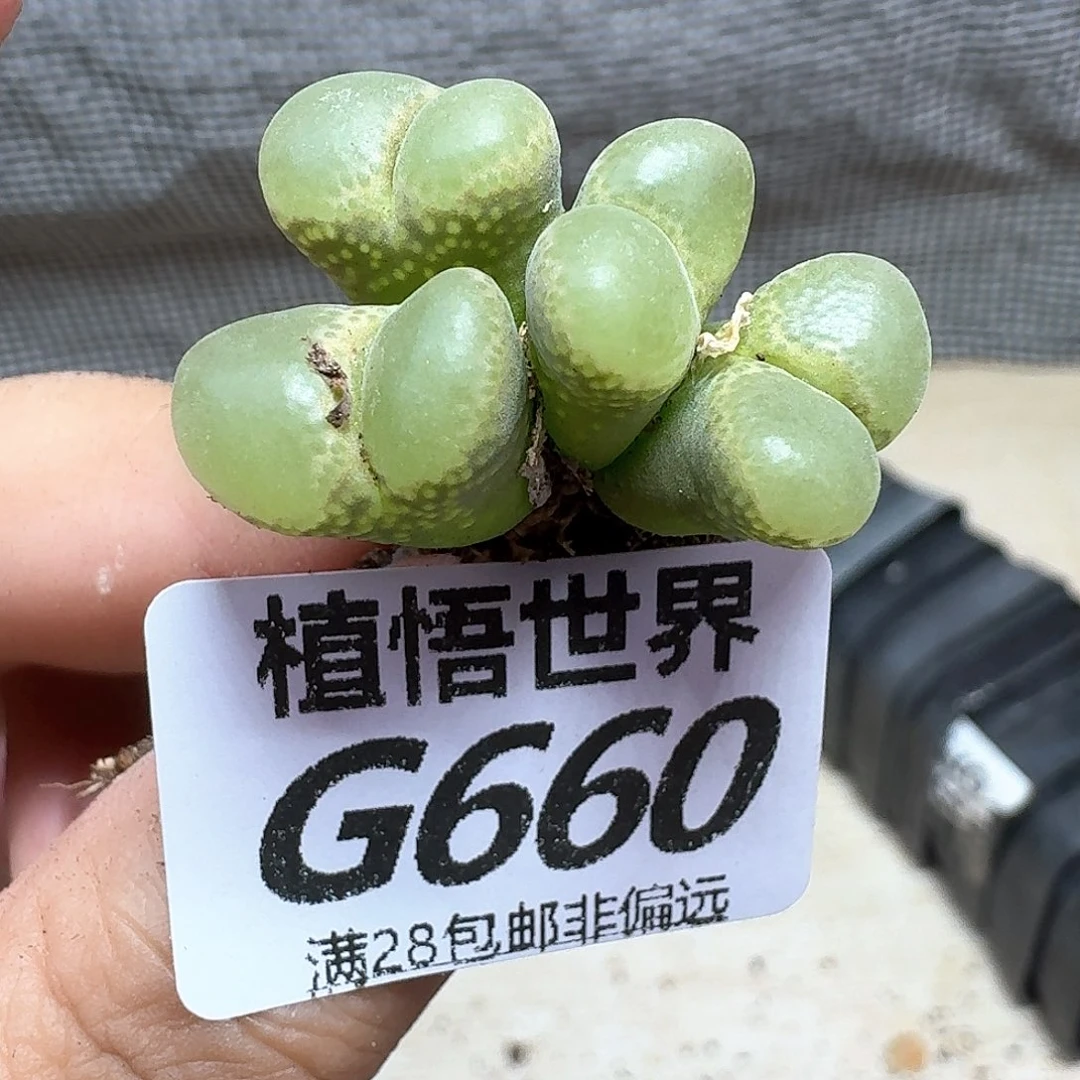 多肉植物的润泽额fg