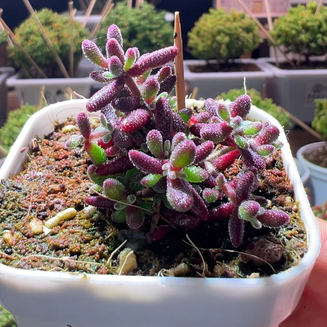 341红麒麟一物一拍带盆土发货