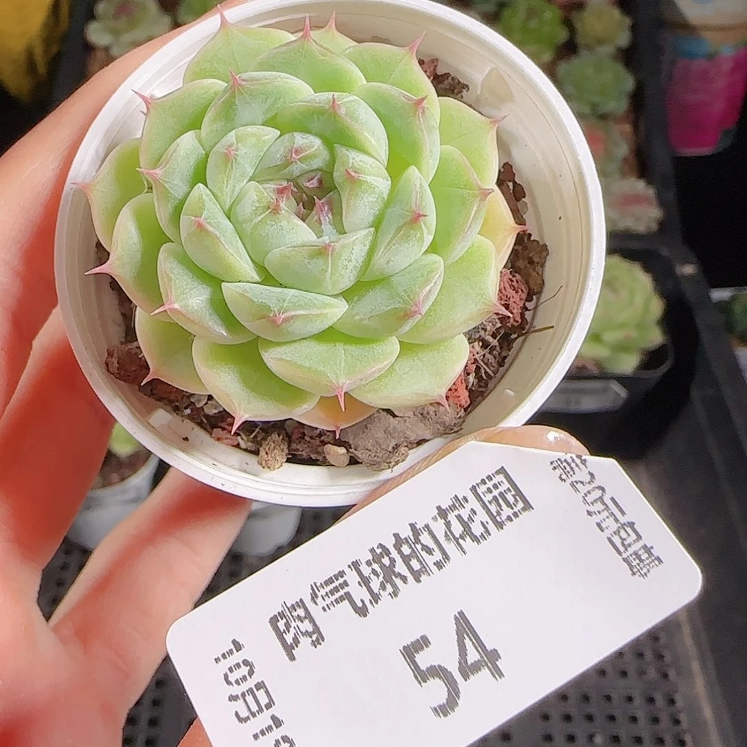 1019—54肉气球麦秆
