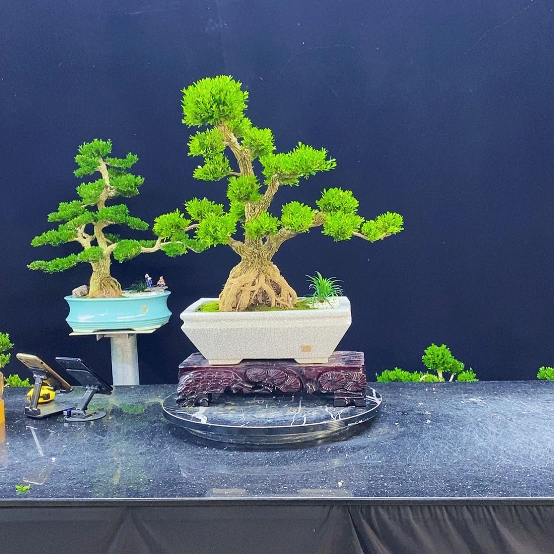 无花朵黄杨盆景造型