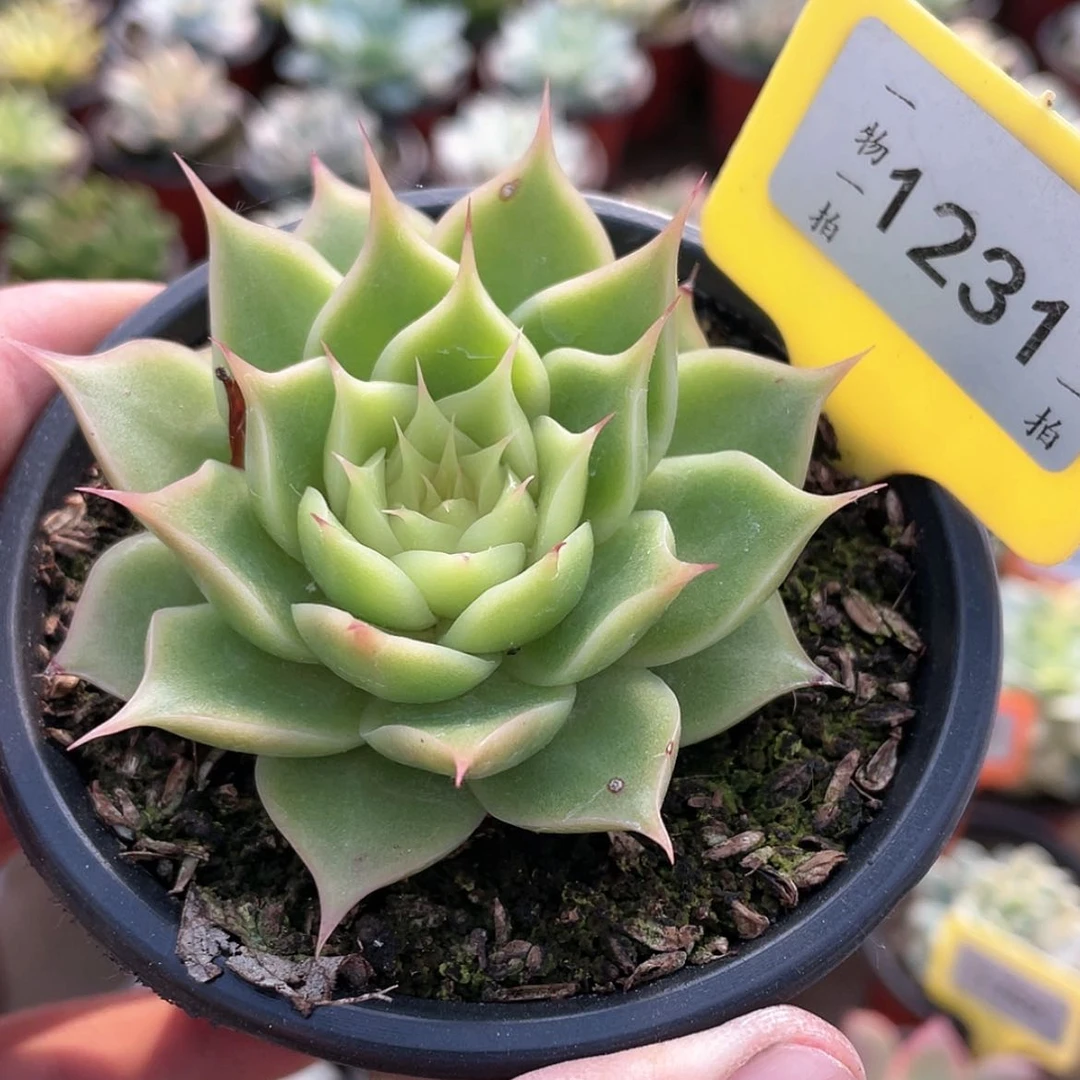 【闪购商品】无花朵1231