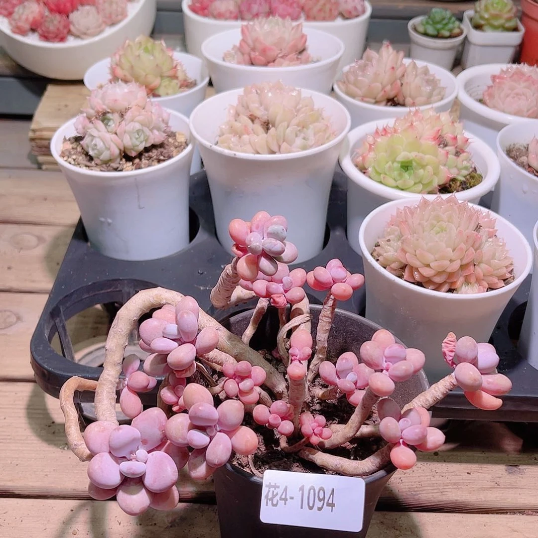 花利美4-1094桃蛋