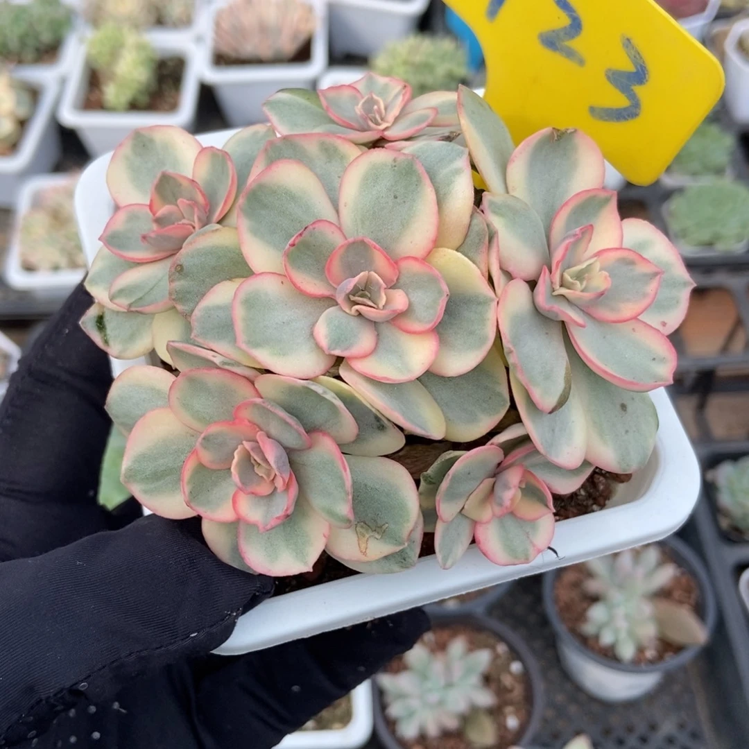 723秀妍锦多肉植物了