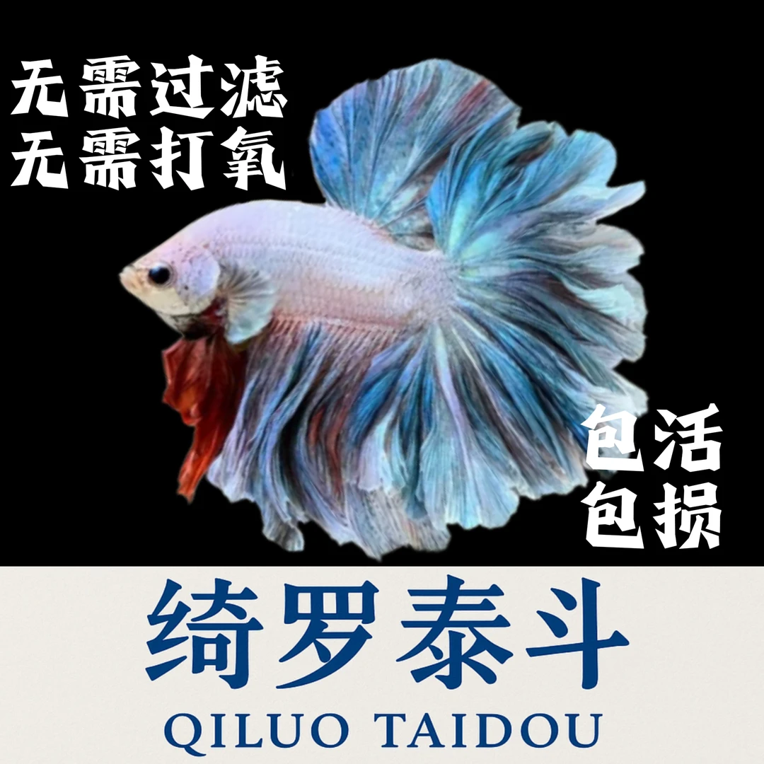 {151-168号}[绮罗泰斗]马卡龙色系种级母鱼