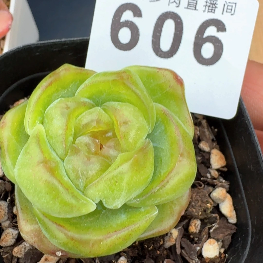 張****?绿豆糕         多肉植物