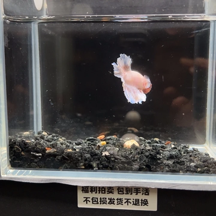 斗鱼竞拍跑单拉黑12日92