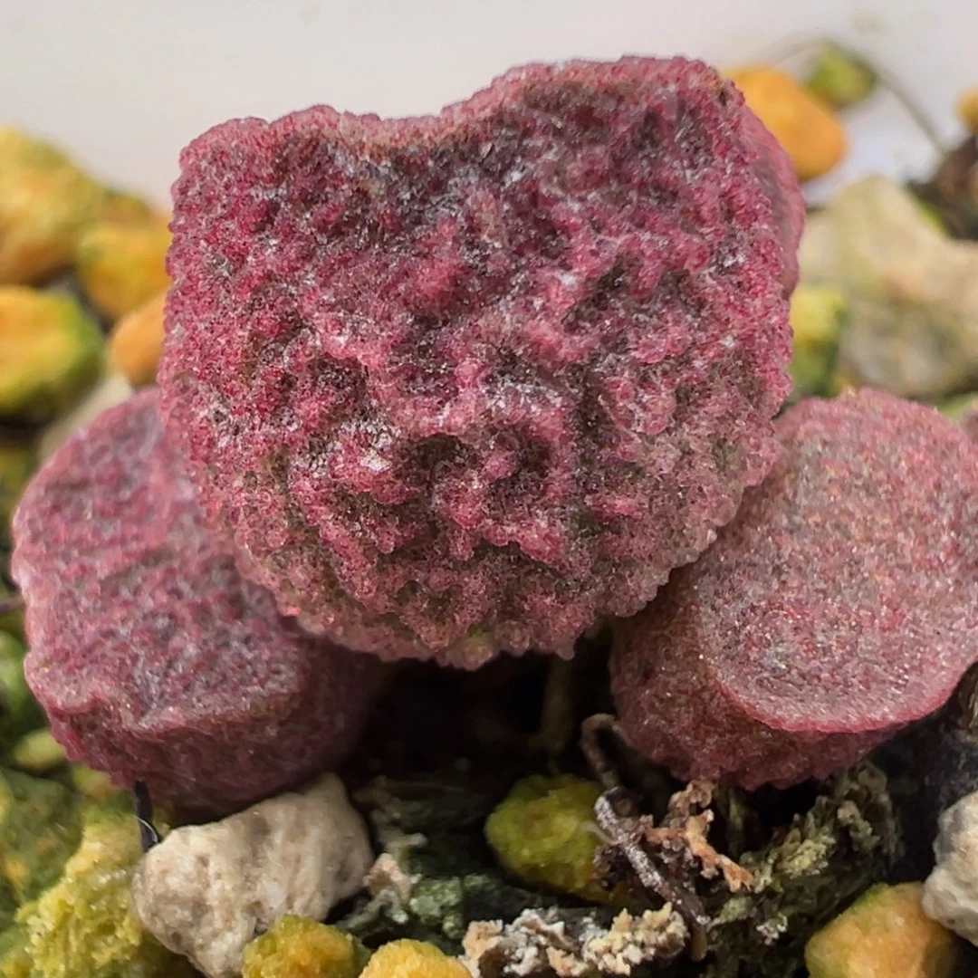 实生新品多肉植物水泡多肉植物