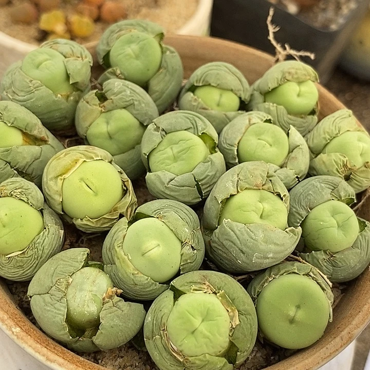 10545嘟嘟嘴母本一组两颗