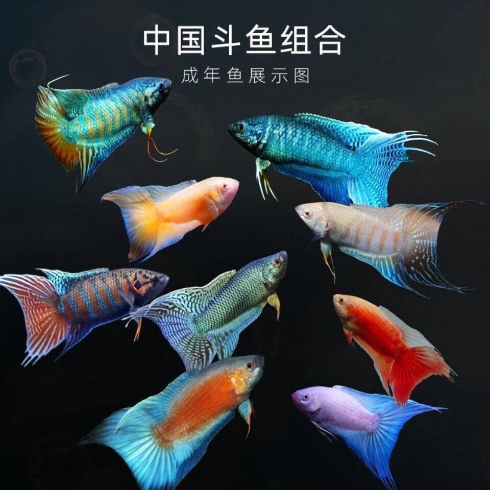 中国斗鱼 一鱼一拍
