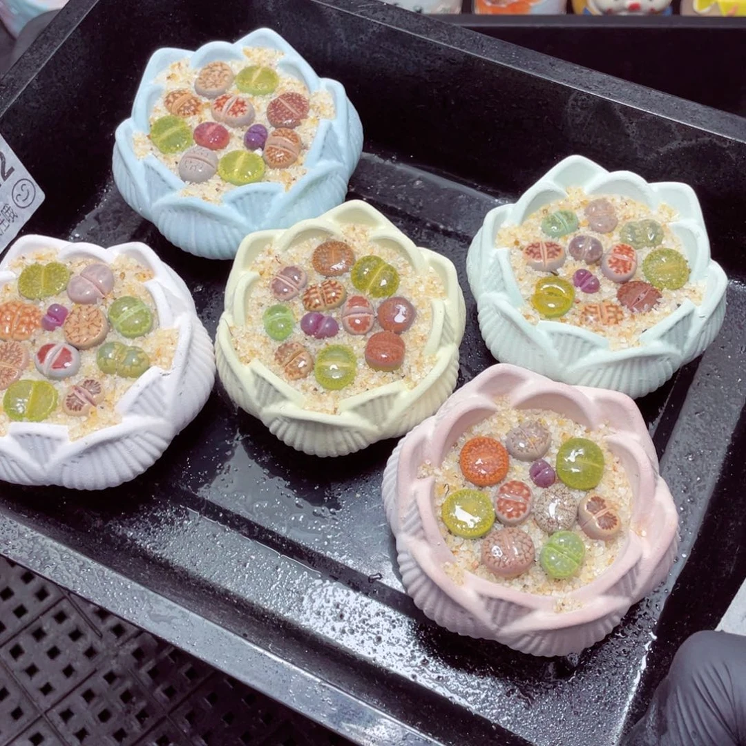 w22222-莲花速干生石花，一份一盆量拍