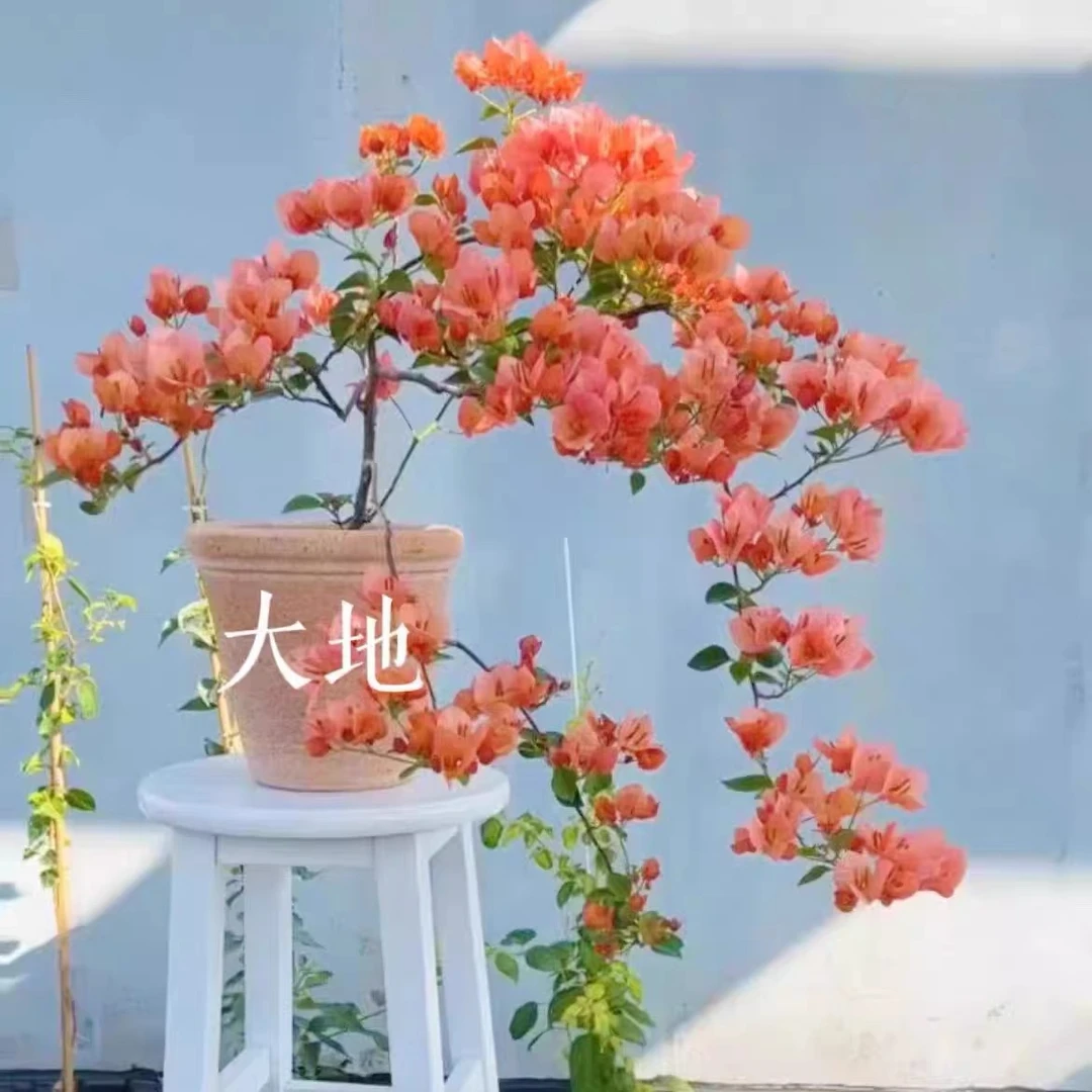 【不甜西瓜】三角梅原生袋苗包对版