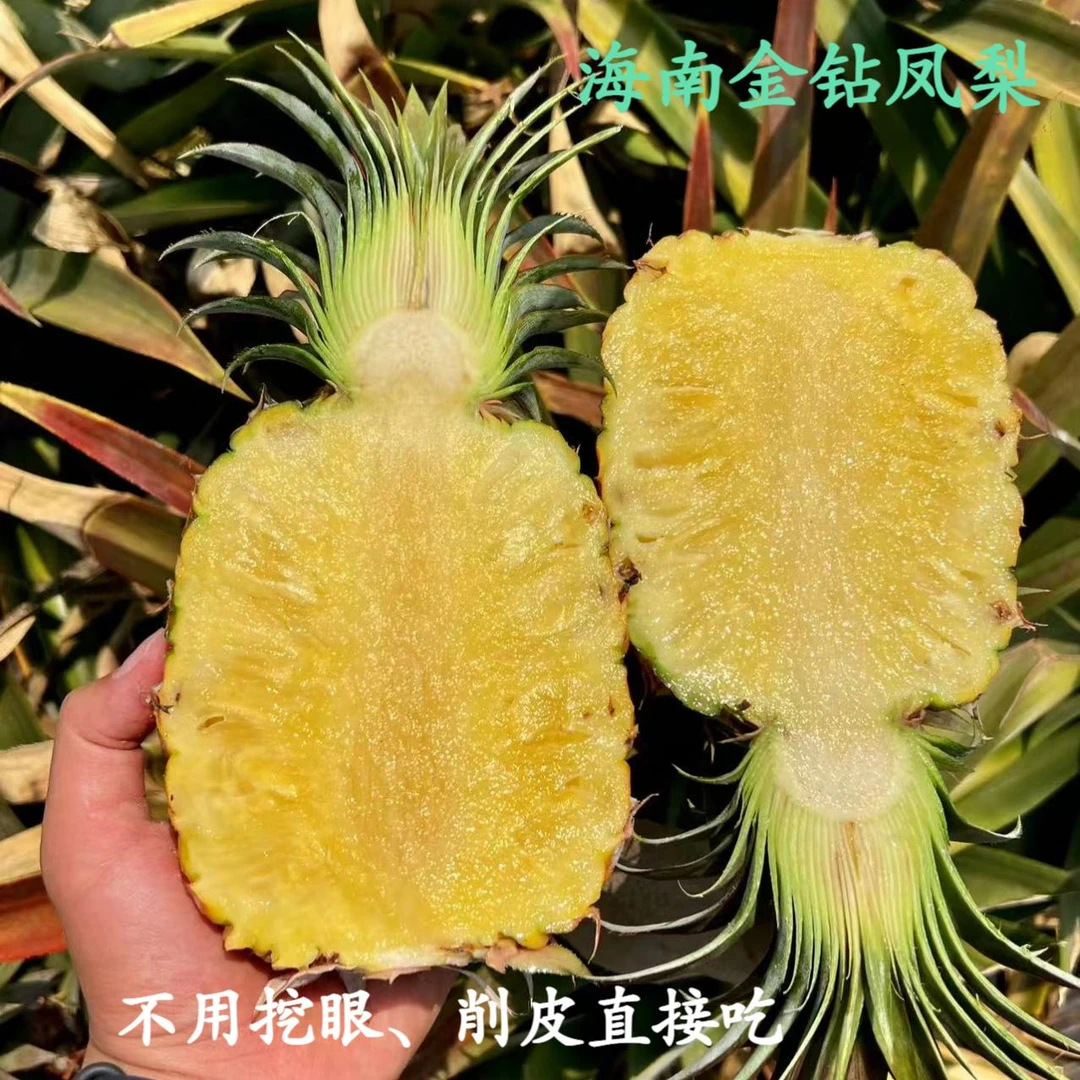 【树上熟】海南金钻凤梨香甜多汁新鲜削皮直接吃  4.5-5斤 坏果包赔
