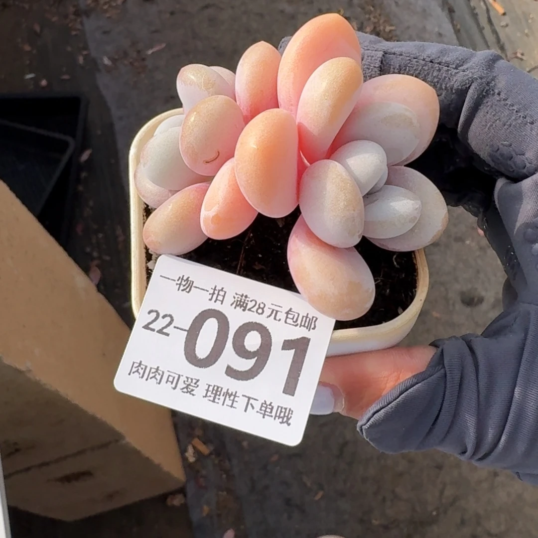 粉兔无盆土发货无盆