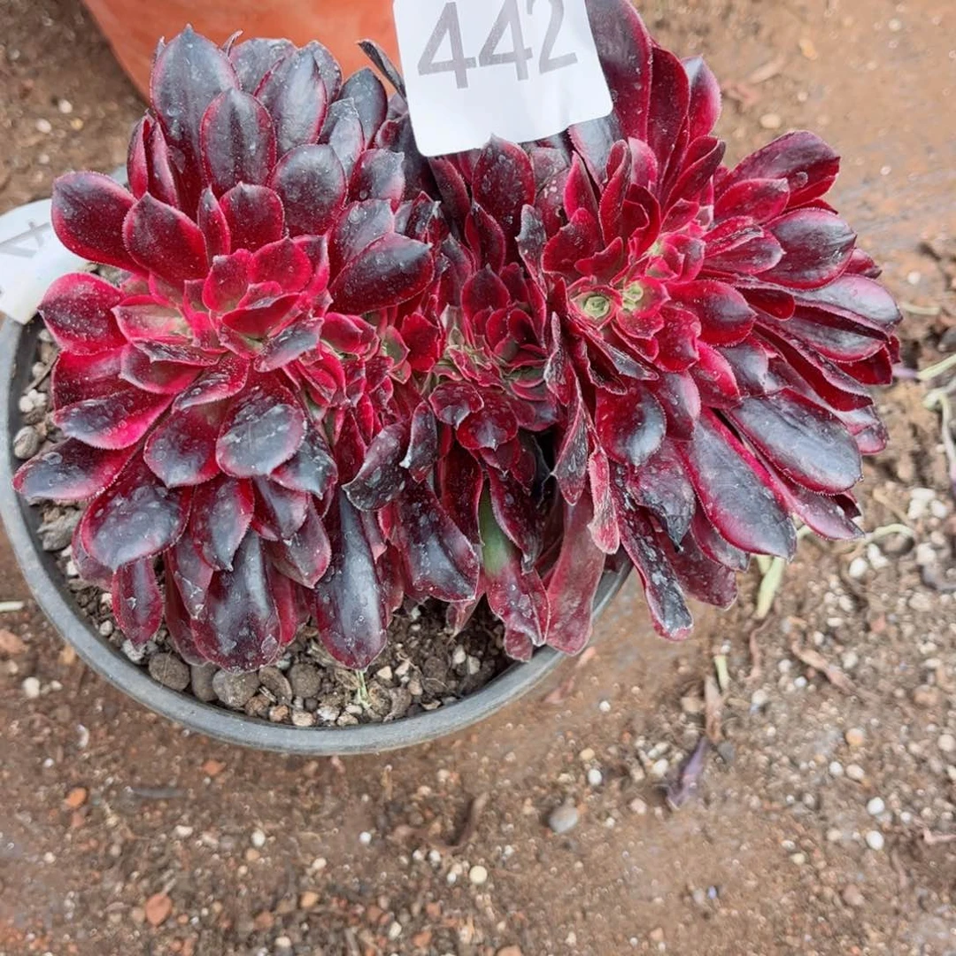 多肉植物442美杜莎