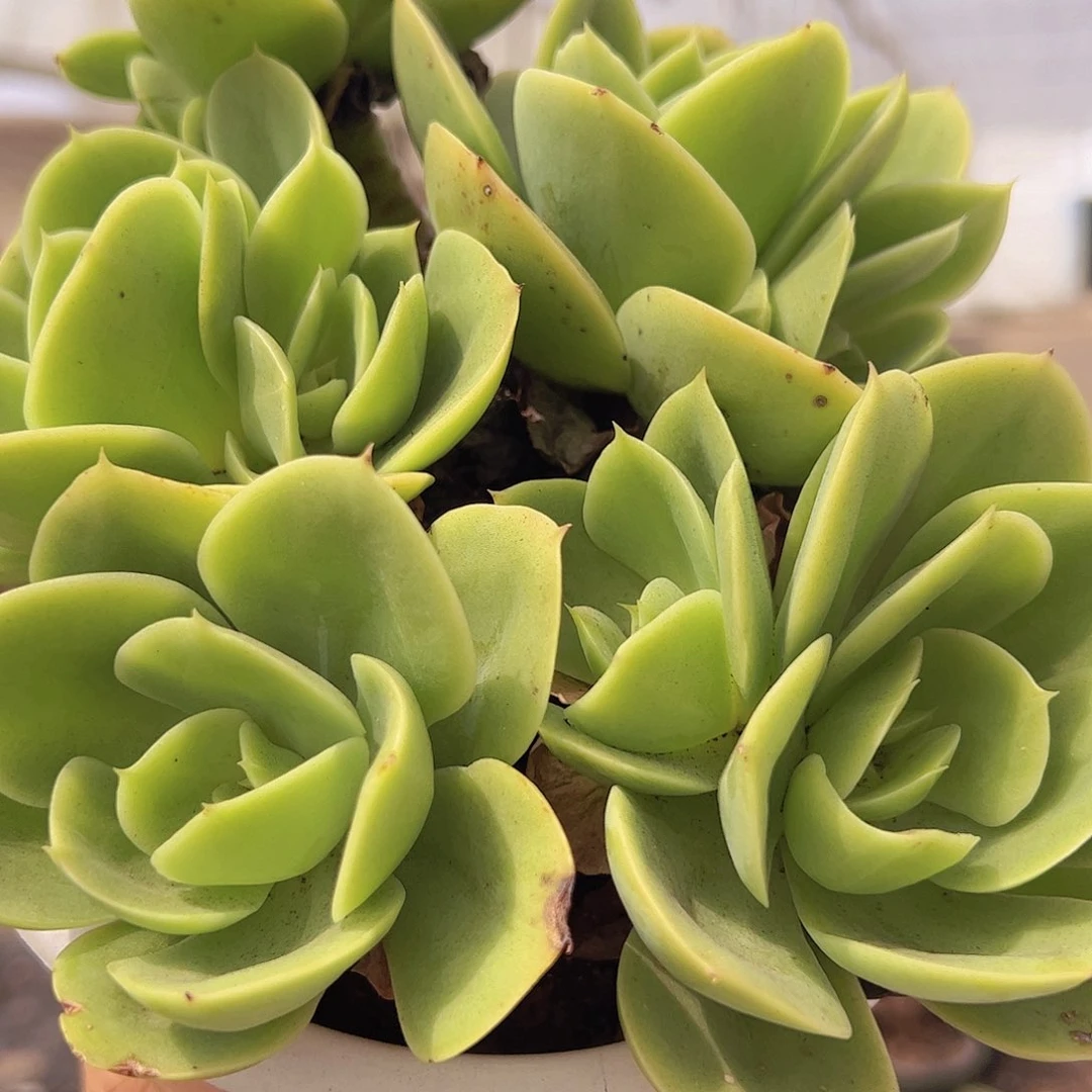 星娜塔 多头多群生