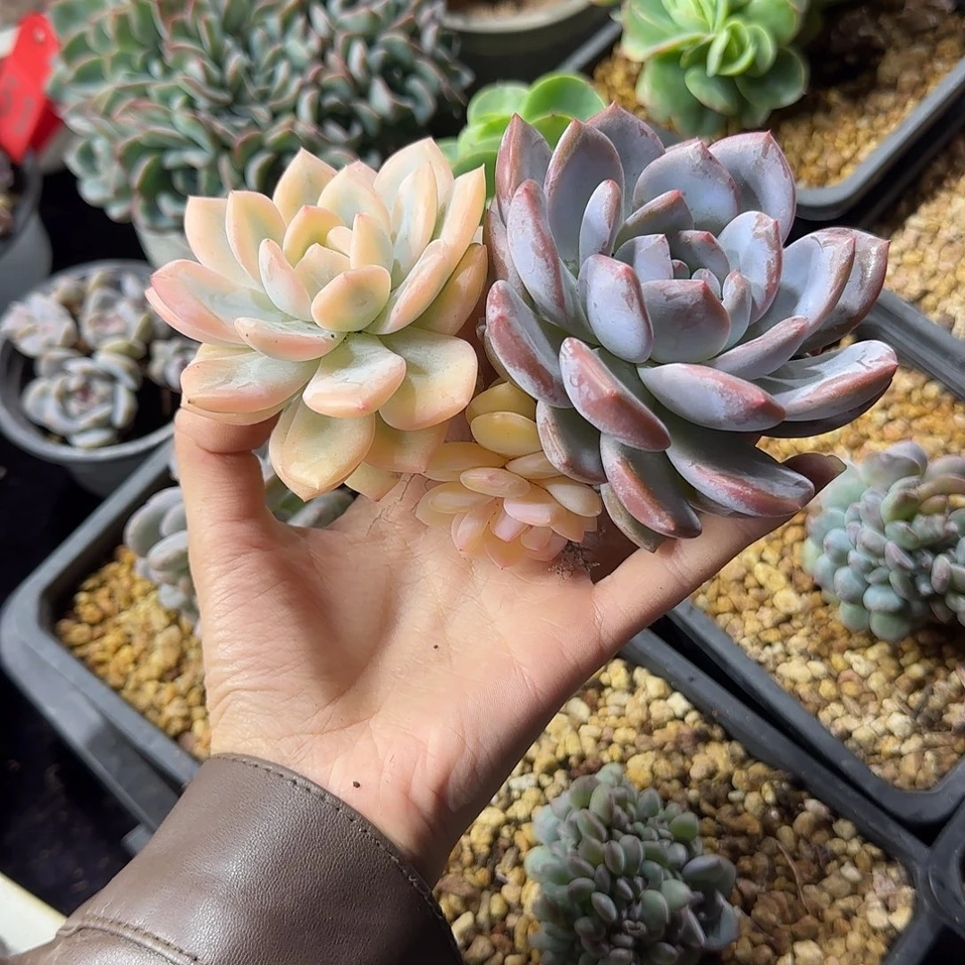 星影锦三头有砍一物一拍