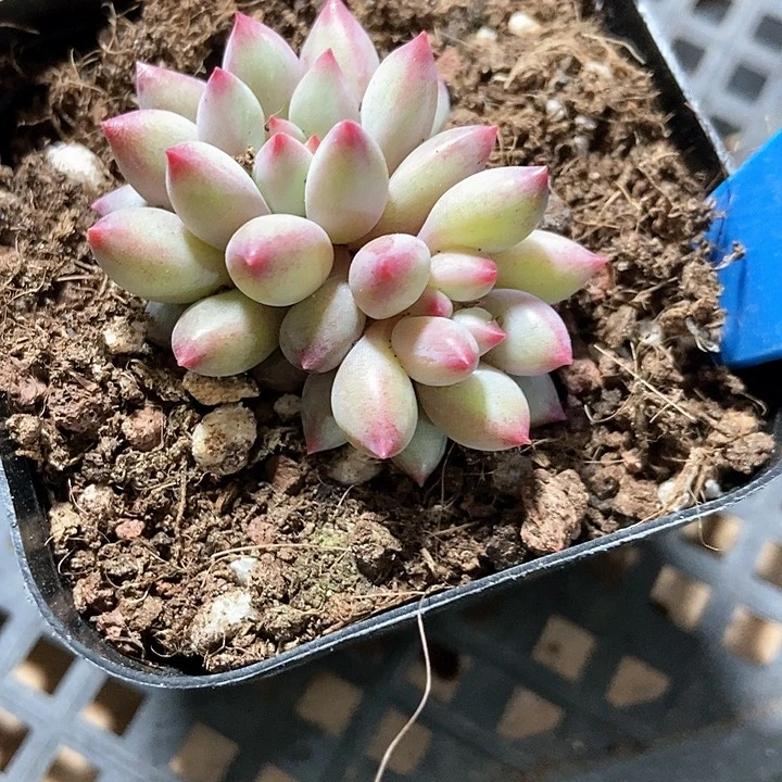 多肉植物虞美人1018