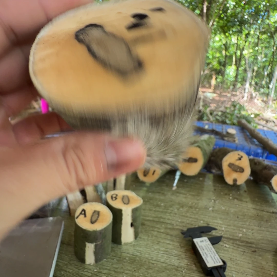 妖***气线香奇楠沉香原木