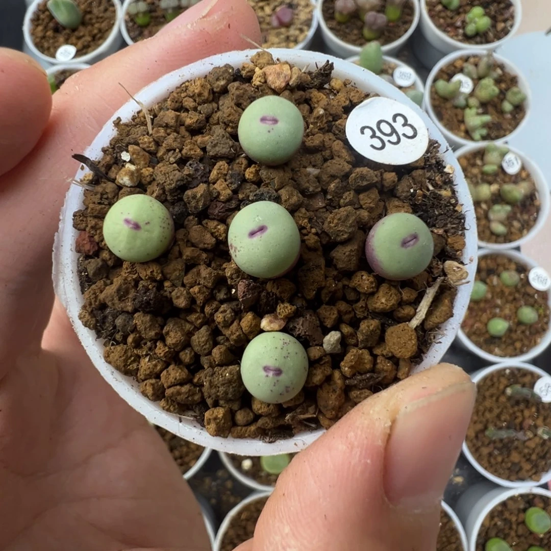 优选中嘴一颗脱土3930000