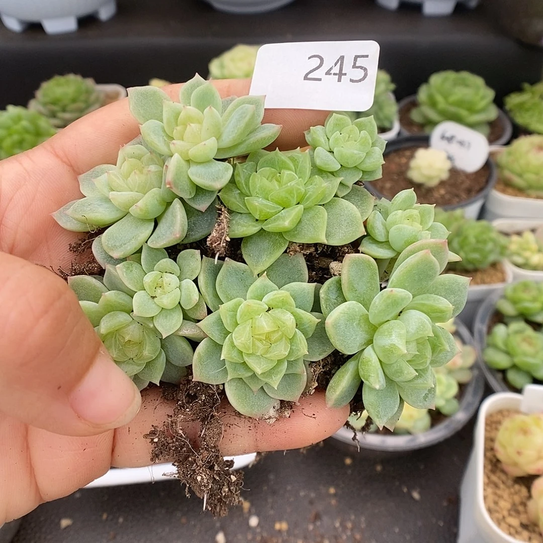 一物一拍一物一拍1022-245