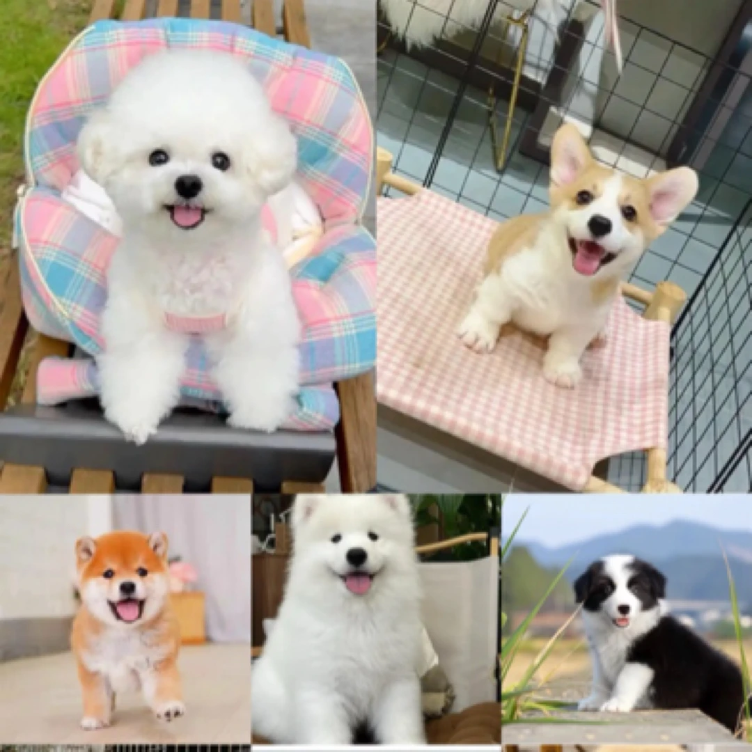 狗狗幼犬活体全款