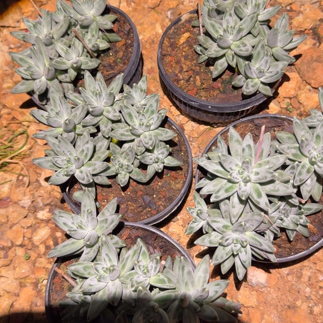 乌拉克拉多肉植物