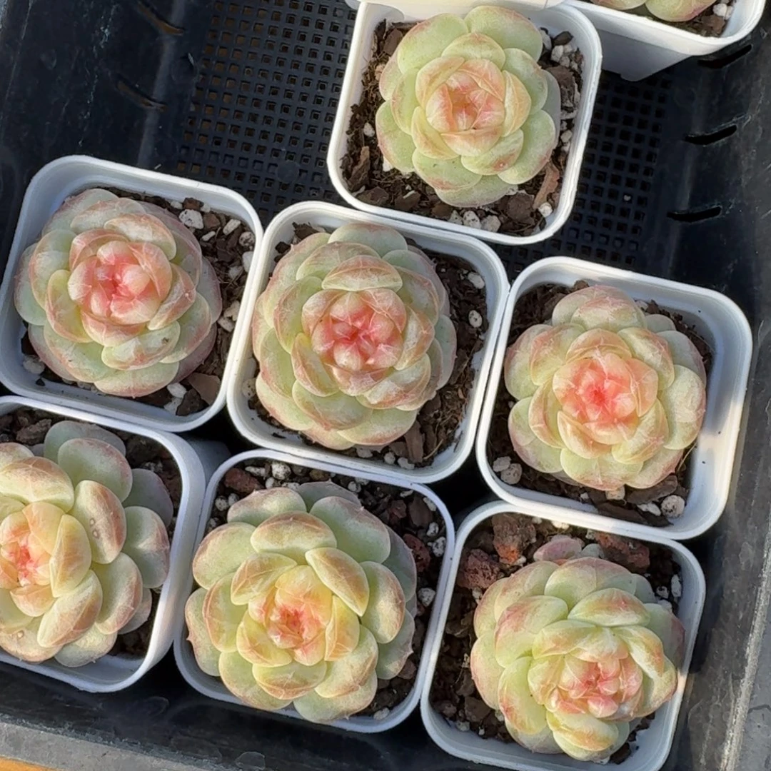 1127-03-假荷包蛋一颗量拍